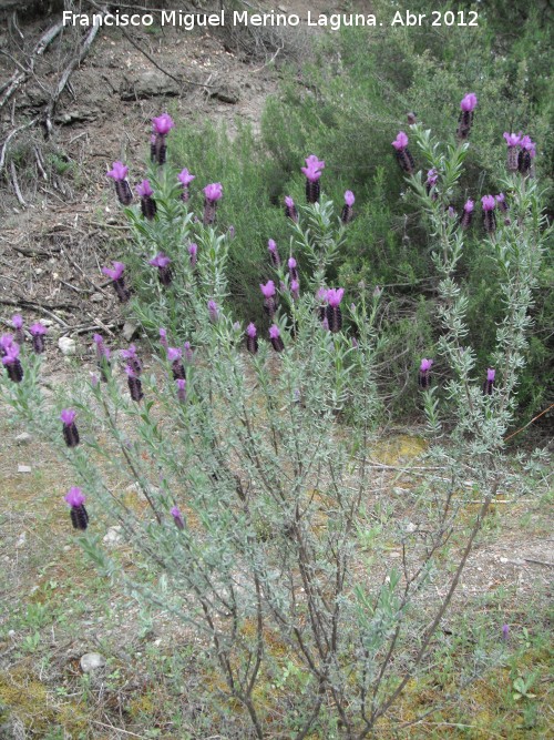 Cantueso - Cantueso. Paraje Gins - Ardales