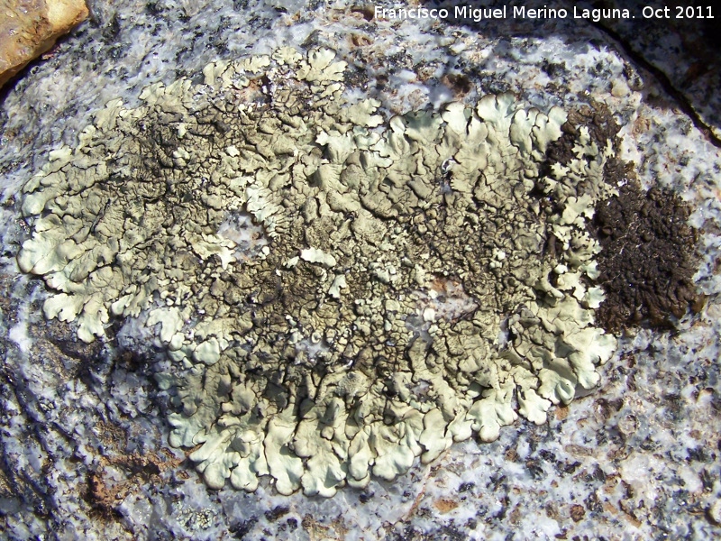 Liquen Parmelia somloensis - Liquen Parmelia somloensis. Pozo de San Guillermo - Linares