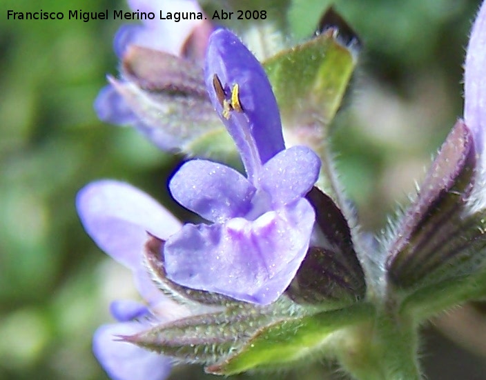 Salvia sclareoides - Salvia sclareoides. Jan