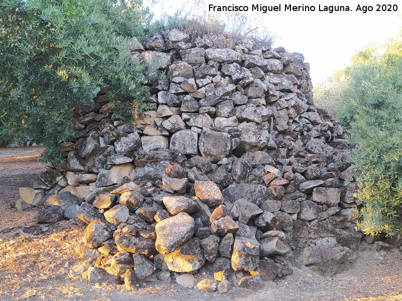 Caracol del Sitio - Caracol del Sitio. Lateral