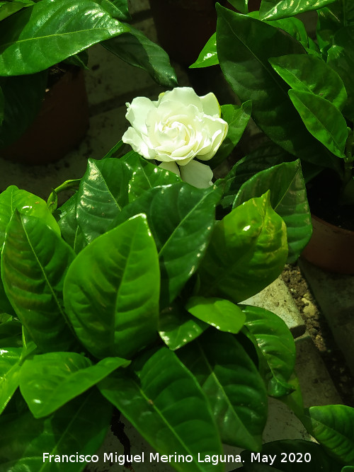 Gardenia - Gardenia. Ja�n