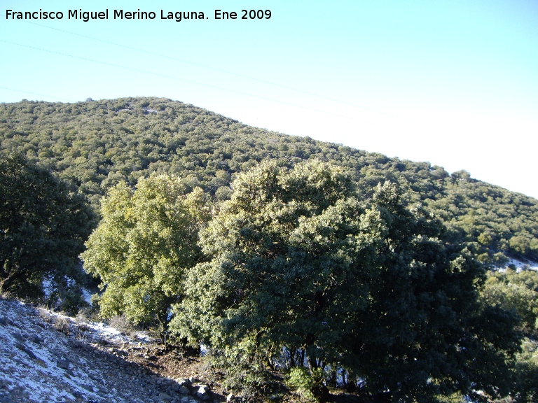 Encina - Encina. Bosque de Encinas. Valdepeas