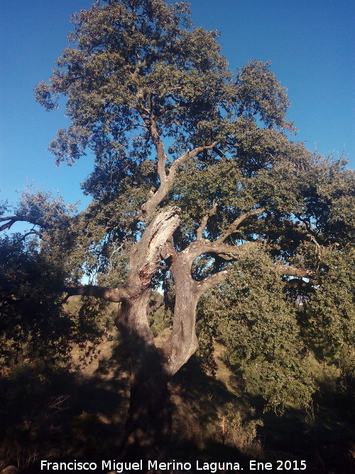 Encina - Encina. Encina de Luis Rodrguez - Navas de San Juan