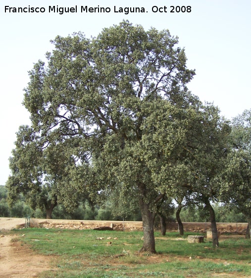 Encina - Encina. Navas de San Juan