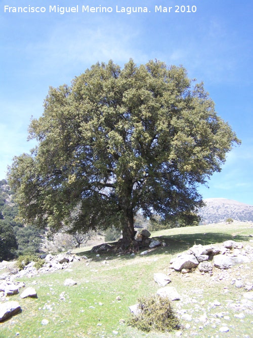 Encina - Encina. Cambil