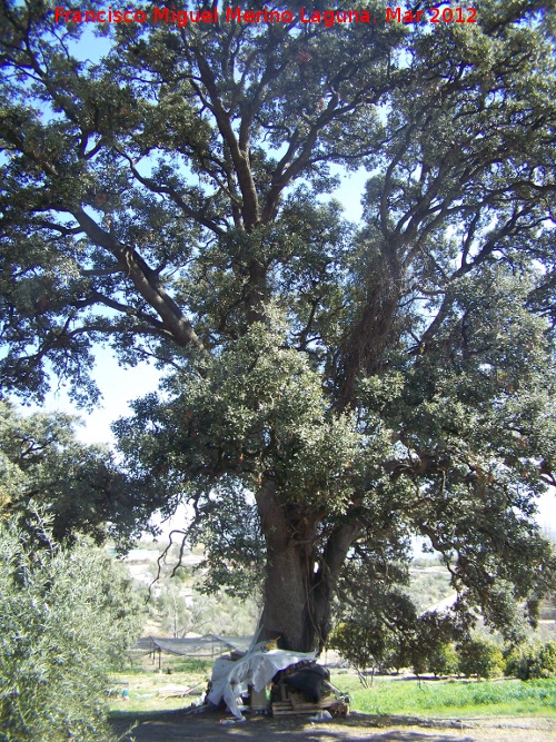 Encina - Encina. Paseo de los Adoquines - Albanchez de Mgina