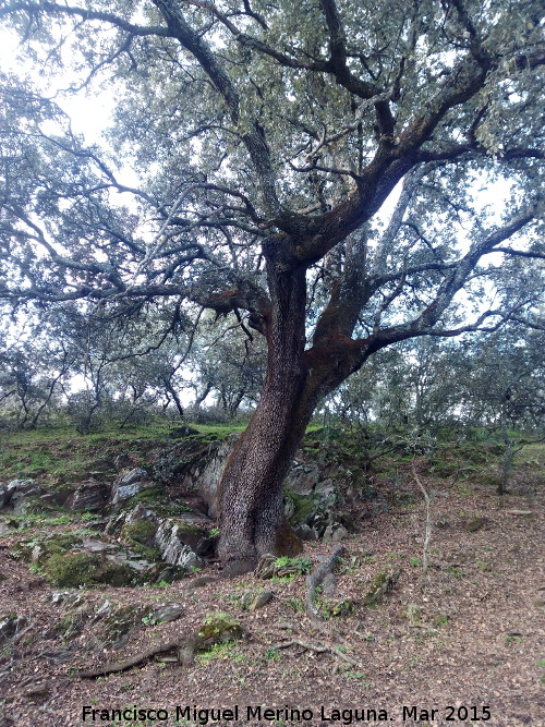 Encina - Encina. Pilar de la Zarzuela - Navas de San Juan