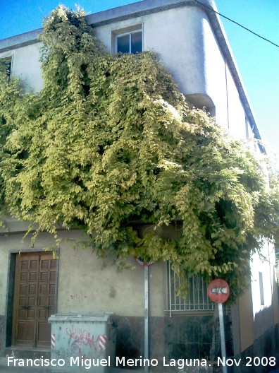 Glicinia japonesa - Glicinia japonesa. Los Villares