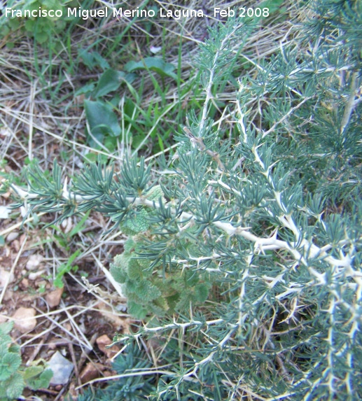 Esparraguera blanca - Esparraguera blanca. Jan