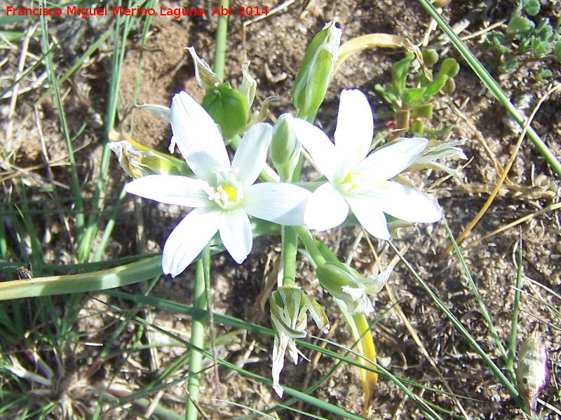 Estrella de Beln - Estrella de Beln. Giribaile - Vilches