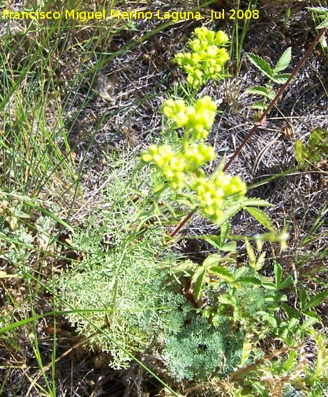 Ruda de montaa - Ruda de montaa. Segura