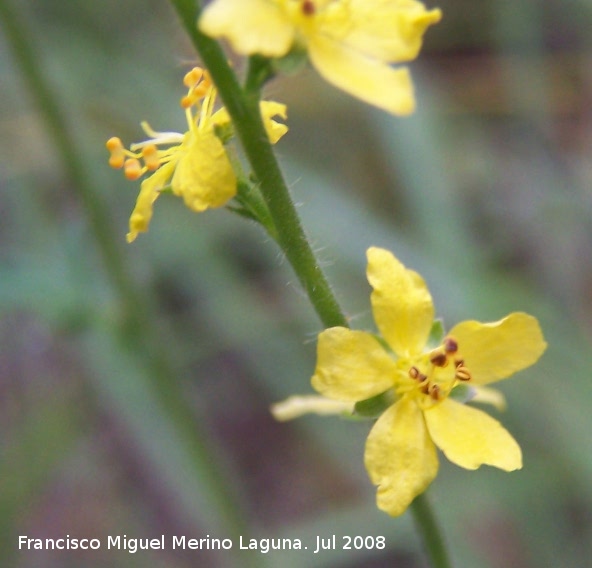 Agrimonia - Agrimonia. Segura