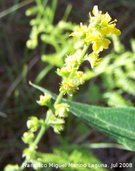 Agrimonia - Agrimonia. Segura