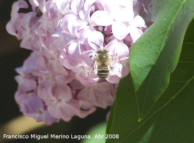 Abeja de la arena - Abeja de la arena. Hembra. Navas de San Juan