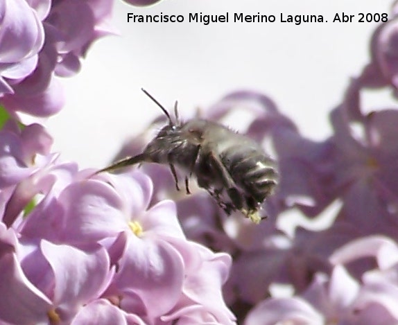 Abeja de frente blanca - Abeja de frente blanca. Navas de San Juan