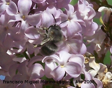 Abeja de frente blanca - Abeja de frente blanca. Navas de San Juan