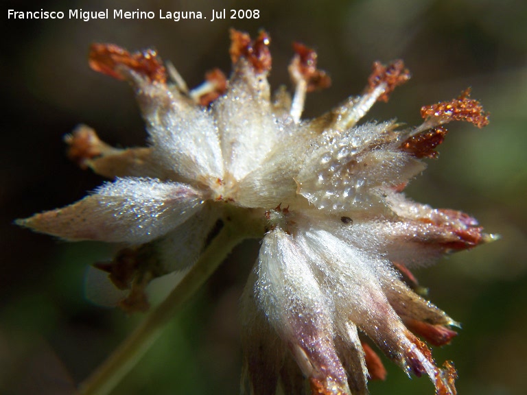 Vulneraria - Vulneraria. Segura