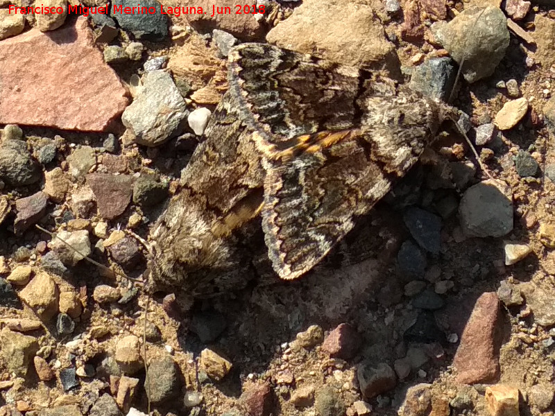 Polilla Catocala fulminea - Polilla Catocala fulminea. Ro Grande - Baos de la Encina