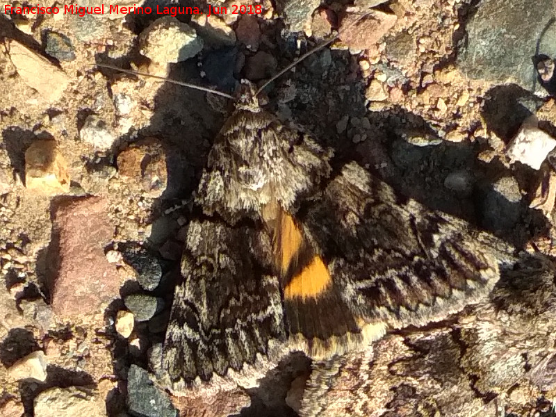 Polilla Catocala fulminea - Polilla Catocala fulminea. Ro Grande - Baos de la Encina