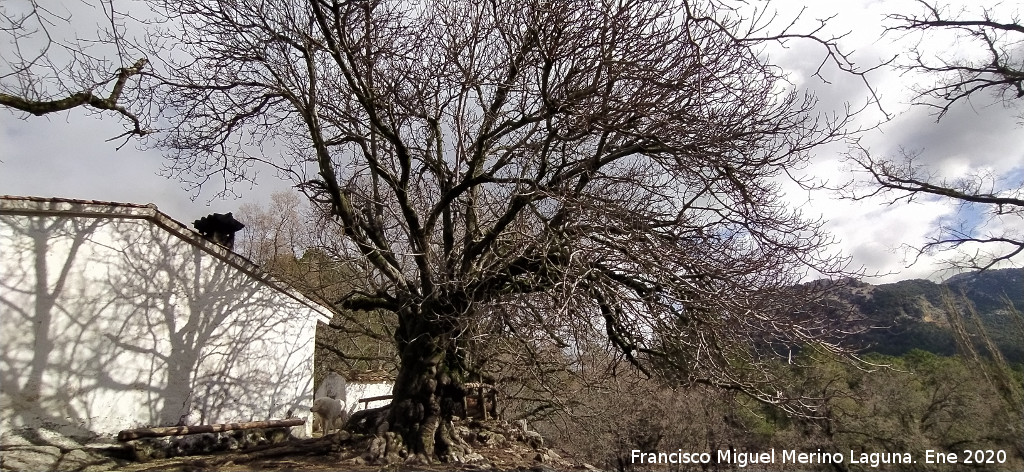 Higuera del Arroyo Maillar - Higuera del Arroyo Maillar. Cortijo y la higuera