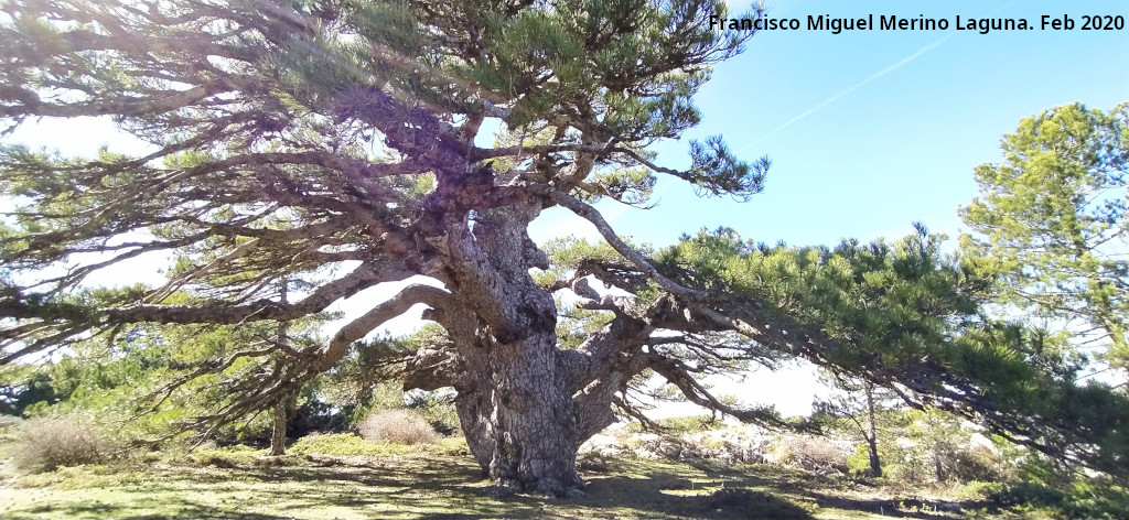 Pino de la Entrega - Pino de la Entrega. 