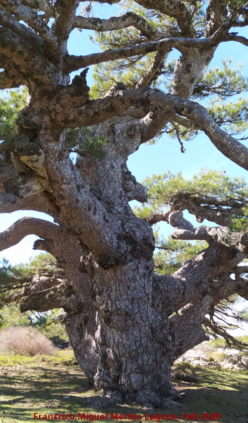 Pino de la Entrega - Pino de la Entrega. Tronco