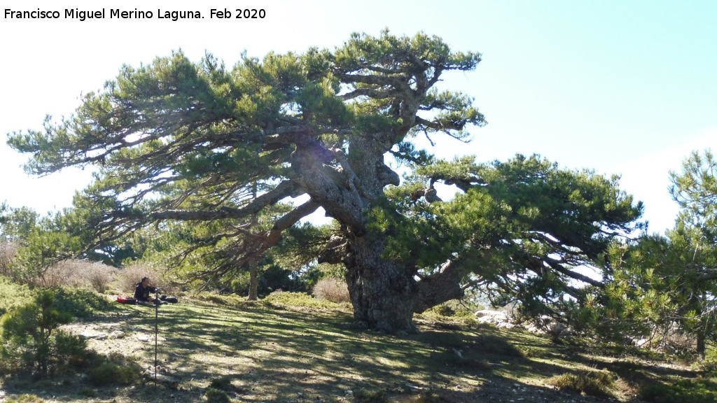 Pino de la Entrega - Pino de la Entrega. 