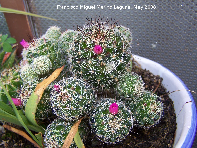 Cactus schwarzii - Cactus schwarzii. Navas de San Juan