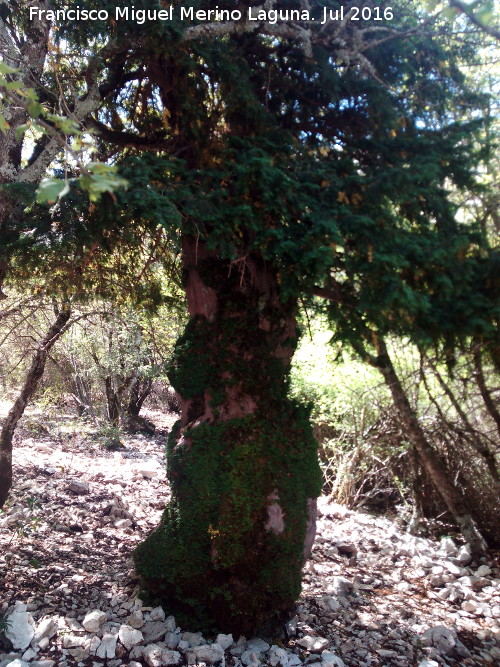 Tejeda de la Caada de la Fuente - Tejeda de la Caada de la Fuente. Ejemplar de tejo