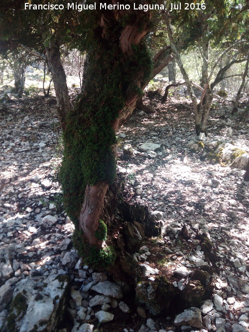 Tejeda de la Caada de la Fuente - Tejeda de la Caada de la Fuente. Ejemplar de tejo