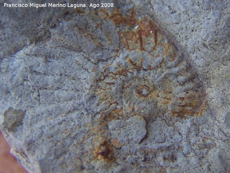 Ammonites Dactylioceras - Ammonites Dactylioceras. Los Villares