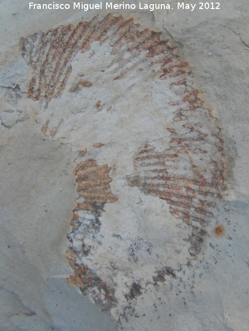 Ammonites Dactylioceras - Ammonites Dactylioceras. El Cerrajn - Los Villares