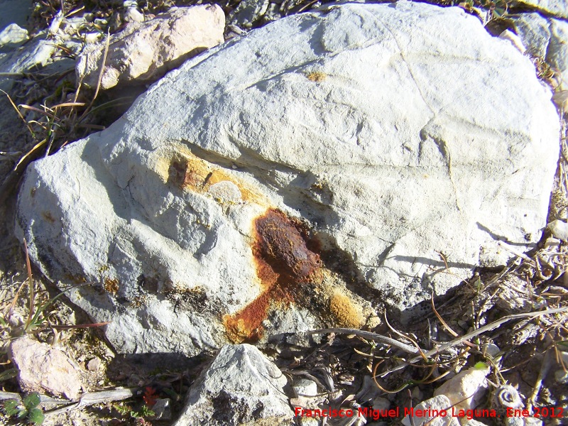 Belemnites Dactyloteuthis - Belemnites Dactyloteuthis. La Veleta - Los Villares