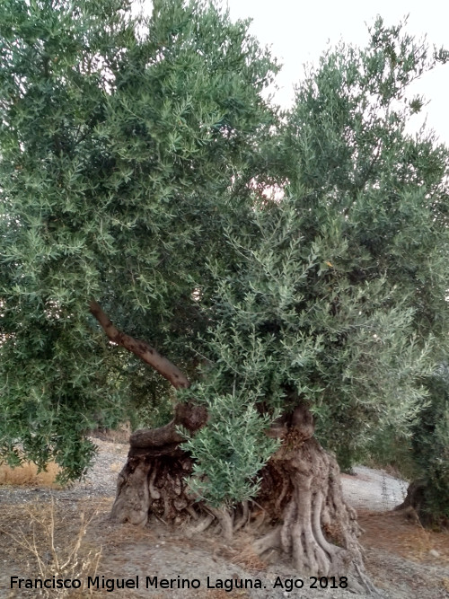 Olivos Centenarios del Puente de la Sierra - Olivos Centenarios del Puente de la Sierra. 