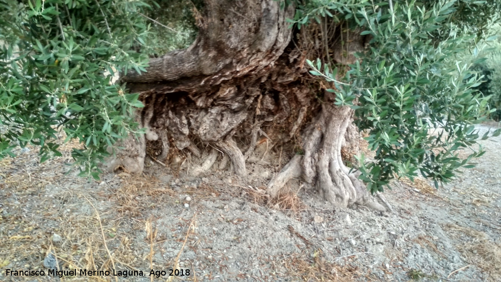 Olivos Centenarios del Puente de la Sierra - Olivos Centenarios del Puente de la Sierra. Tronco