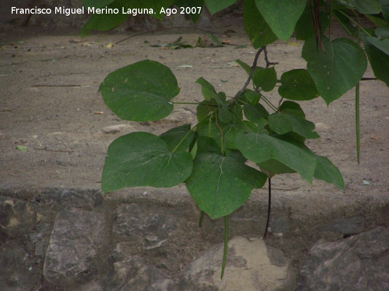 Catalpa - Catalpa. Castillo de Locubn