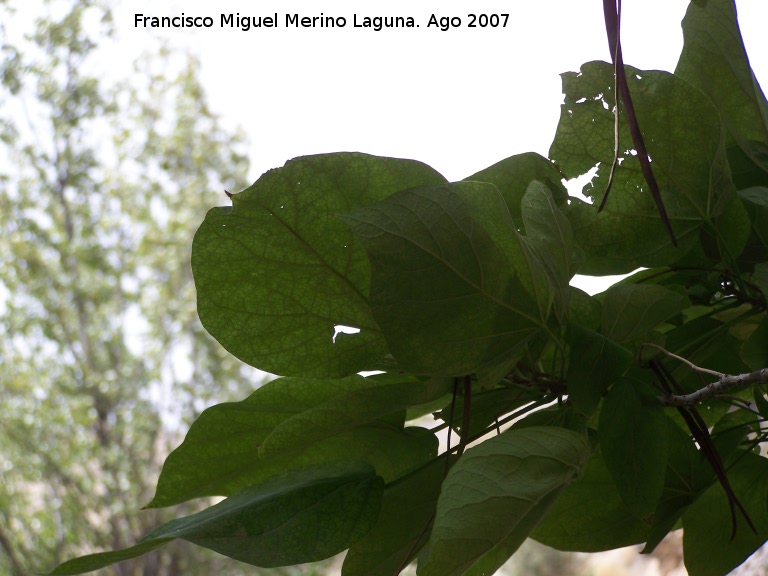 Catalpa - Catalpa. Castillo de Locubn