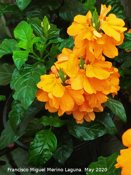 Crossandra - Crossandra. Ja�n