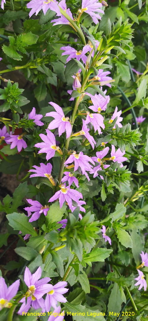 Flor de Abanico - Flor de Abanico. Ja�n