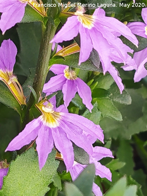 Flor de Abanico - Flor de Abanico. Flores. Ja�n