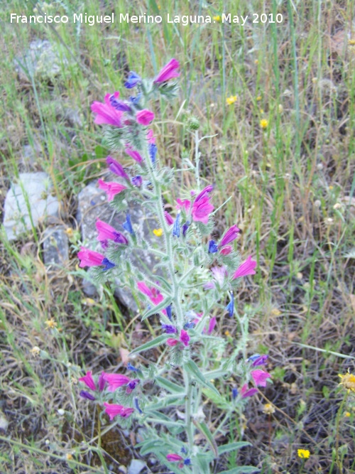 Viborera sabulicola - Viborera sabulicola. Los Villares