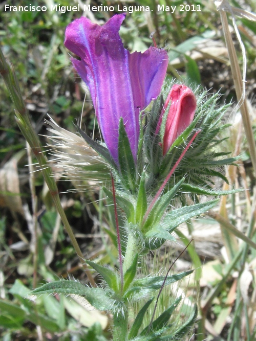 Viborera buglosa - Viborera buglosa. Cerro de los Lirios - Jan