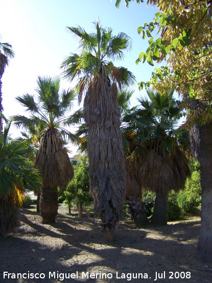 Palmera mexicana - Palmera mexicana. Benalmdena