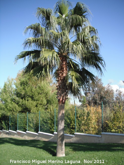 Palmera mexicana - Palmera mexicana. Ciudad de los Nios - Jan