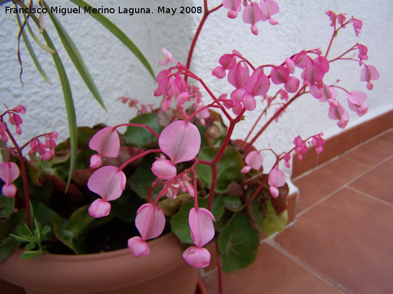 Begonia - Begonia. Navas de San Juan