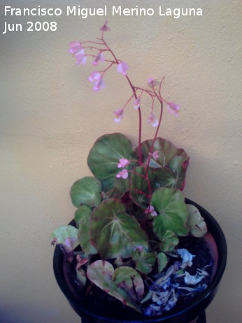 Begonia - Begonia. Navas de San Juan