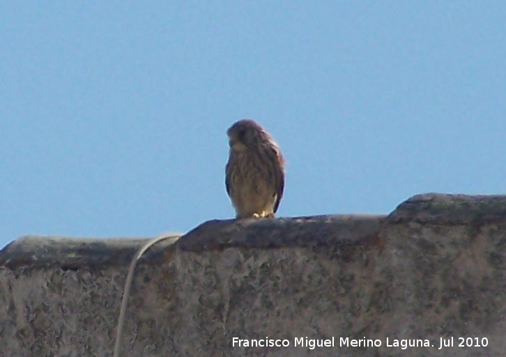 Pjaro Cerncalo primilla - Pjaro Cerncalo primilla. Jan