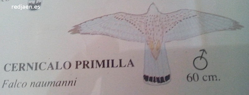 Pjaro Cerncalo primilla - Pjaro Cerncalo primilla. Dibujo