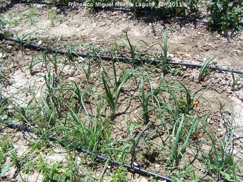 Cebolla - Cebolla. Los Villares