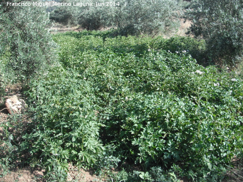 Patata - Patata. Huertas de los Charcones - Navas de San Juan